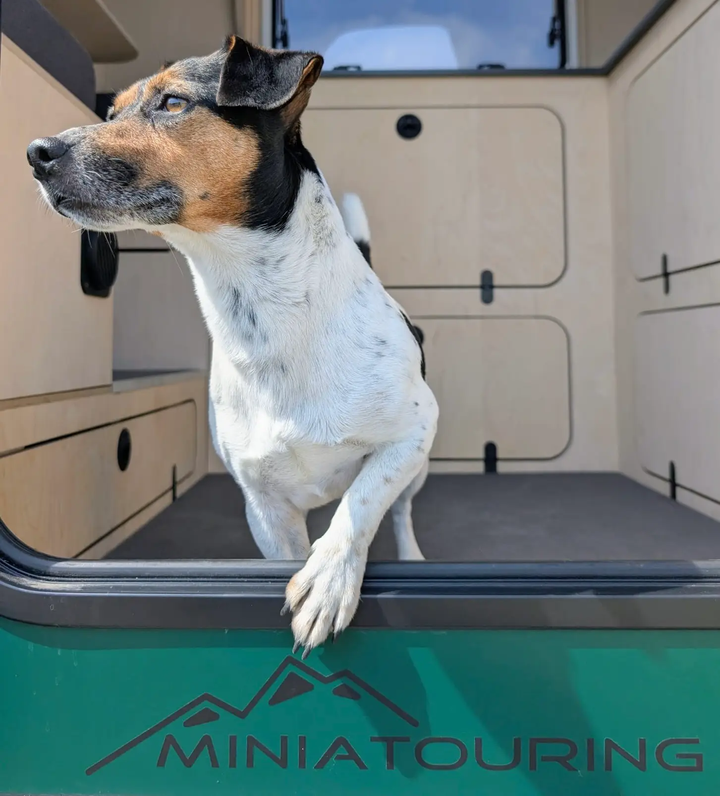 Foto von einem Hund der aus dem Miniatouring schaut